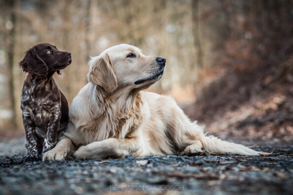 Tiere